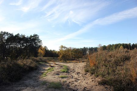 Gifhorner Heide im Herbst