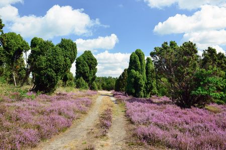 Wanderweg im Heidegebiet Heiliger Hain