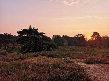 Sonnenaufgang Gifhorner Heide